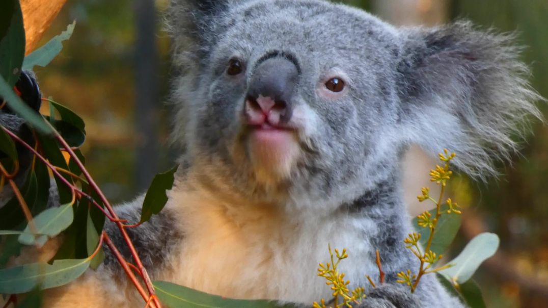 ⁣koala eating
